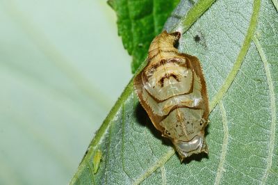 細帶環蛺蝶 Neptis nata lutatia