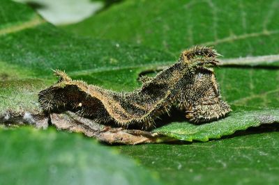 細帶環蛺蝶 Neptis nata lutatia