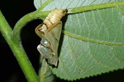 細帶環蛺蝶 Neptis nata lutatia