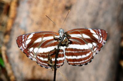 細帶環蛺蝶 Neptis nata lutatia 雌蟲