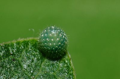 細帶環蛺蝶 Neptis nata lutatia