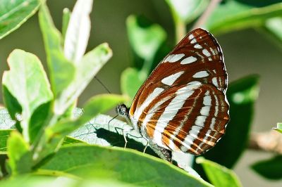 斷線環蛺蝶 Neptis soma tayalina 性別不明