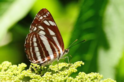 斷線環蛺蝶 Neptis soma tayalina 性別不明