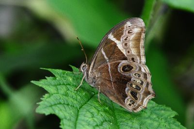 長紋黛眼蝶 Lethe europa pavida