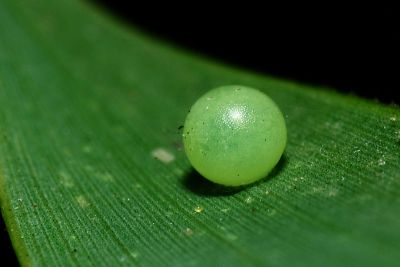 長紋黛眼蝶 Lethe europa pavida
