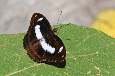 Athyma cama zoroastes 雄蟲