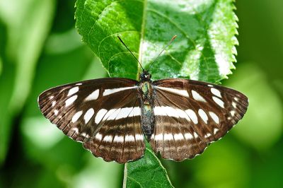 斷線環蛺蝶 Neptis soma tayalina 性別不明
