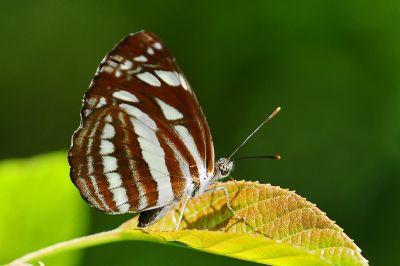斷線環蛺蝶 Neptis soma tayalina 性別不明