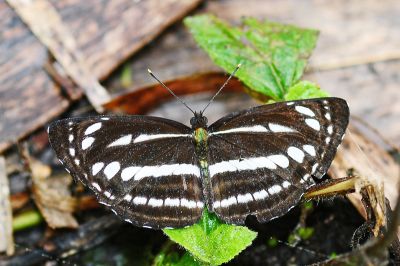 細帶環蛺蝶 Neptis nata lutatia 性別不明
