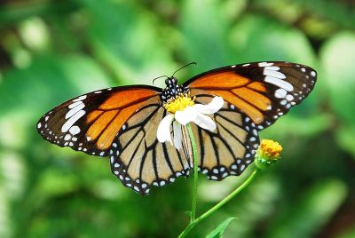 虎斑蝶 Danaus genutia 雌蟲