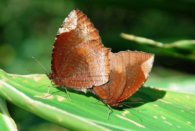 藍紋鋸眼蝶 Elymnias hypermnestra hainana 交尾中個體