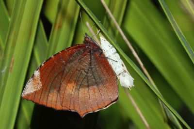 藍紋鋸眼蝶 Elymnias hypermnestra hainana