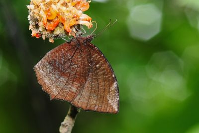 藍紋鋸眼蝶 Elymnias hypermnestra hainana
