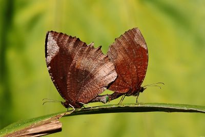 藍紋鋸眼蝶 Elymnias hypermnestra hainana 交尾中個體