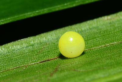 藍紋鋸眼蝶 Elymnias hypermnestra hainana