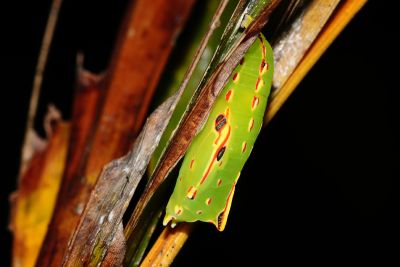 藍紋鋸眼蝶 Elymnias hypermnestra hainana