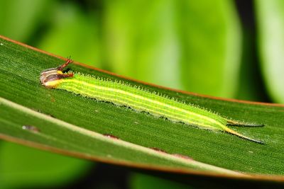 藍紋鋸眼蝶 Elymnias hypermnestra hainana