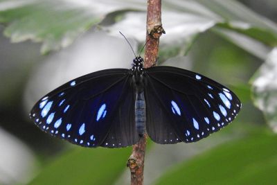 圓翅紫斑蝶 Euploea eunice hobsoni 雌蟲