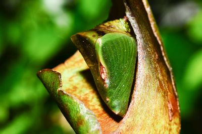 紅玉翠蛺蝶 Euthalia irrubescens fulguralis