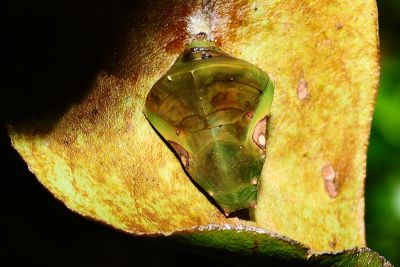 紅玉翠蛺蝶 Euthalia irrubescens fulguralis