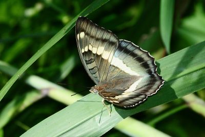 窄帶翠蛺蝶 Euthalia insulae 性別不明