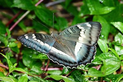 窄帶翠蛺蝶 Euthalia insulae 性別不明
