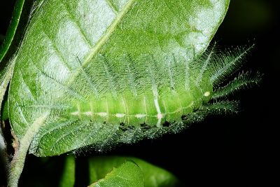 窄帶翠蛺蝶 Euthalia insulae