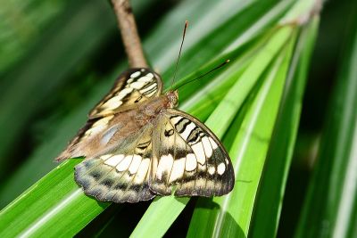 甲仙翠蛺蝶 Euthalia kosempona 性別不明
