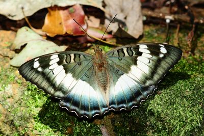 臺灣翠蛺蝶 Euthalia formosana 性別不明