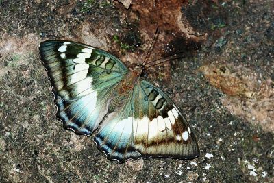 臺灣翠蛺蝶 Euthalia formosana 性別不明
