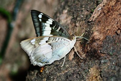 臺灣翠蛺蝶 Euthalia formosana 性別不明