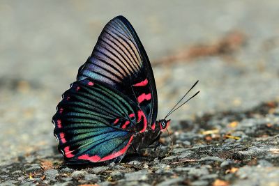 紅玉翠蛺蝶 Euthalia irrubescens fulguralis 性別不明
