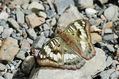 甲仙翠蛺蝶 Euthalia kosempona 性別不明