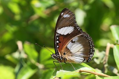 雌擬幻蛺蝶 Hypolimnas misippus 雄蟲