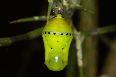 旖斑蝶 Ideopsis similis