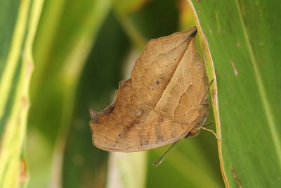 眼蛺蝶 Junonia almana 性別不明