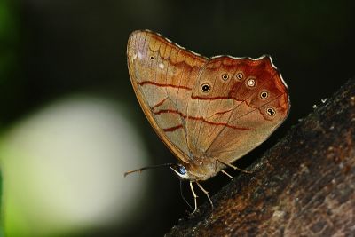 柯氏黛眼蝶 Lethe christophi hanako