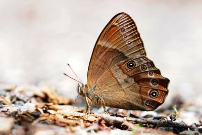 深山黛眼蝶 Lethe insana formosana