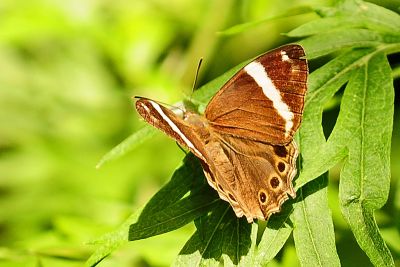 深山黛眼蝶 Lethe insana formosana