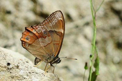 深山黛眼蝶 Lethe insana formosana
