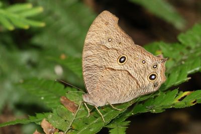 暮眼蝶 Melanitis leda 性別不明