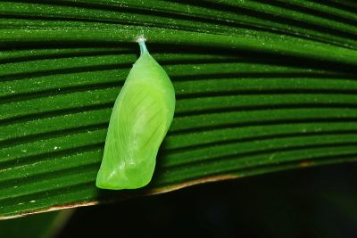 暮眼蝶 Melanitis leda