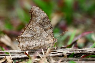 暮眼蝶 Melanitis leda