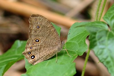 暮眼蝶 Melanitis leda