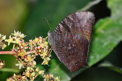 森林暮眼蝶 Melanitis phedima polishana