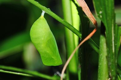 森林暮眼蝶 Melanitis phedima polishana