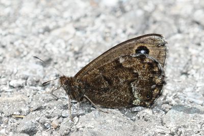 永澤蛇眼蝶 Minois nagasawae