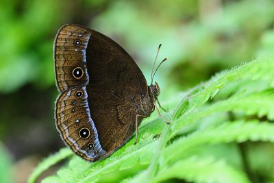眉眼蝶 Mycalesis francisca formosana