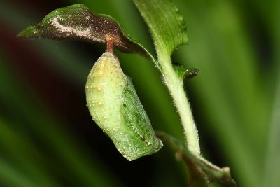 眉眼蝶 Mycalesis francisca formosana