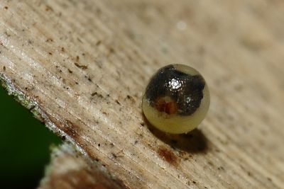 眉眼蝶 Mycalesis francisca formosana